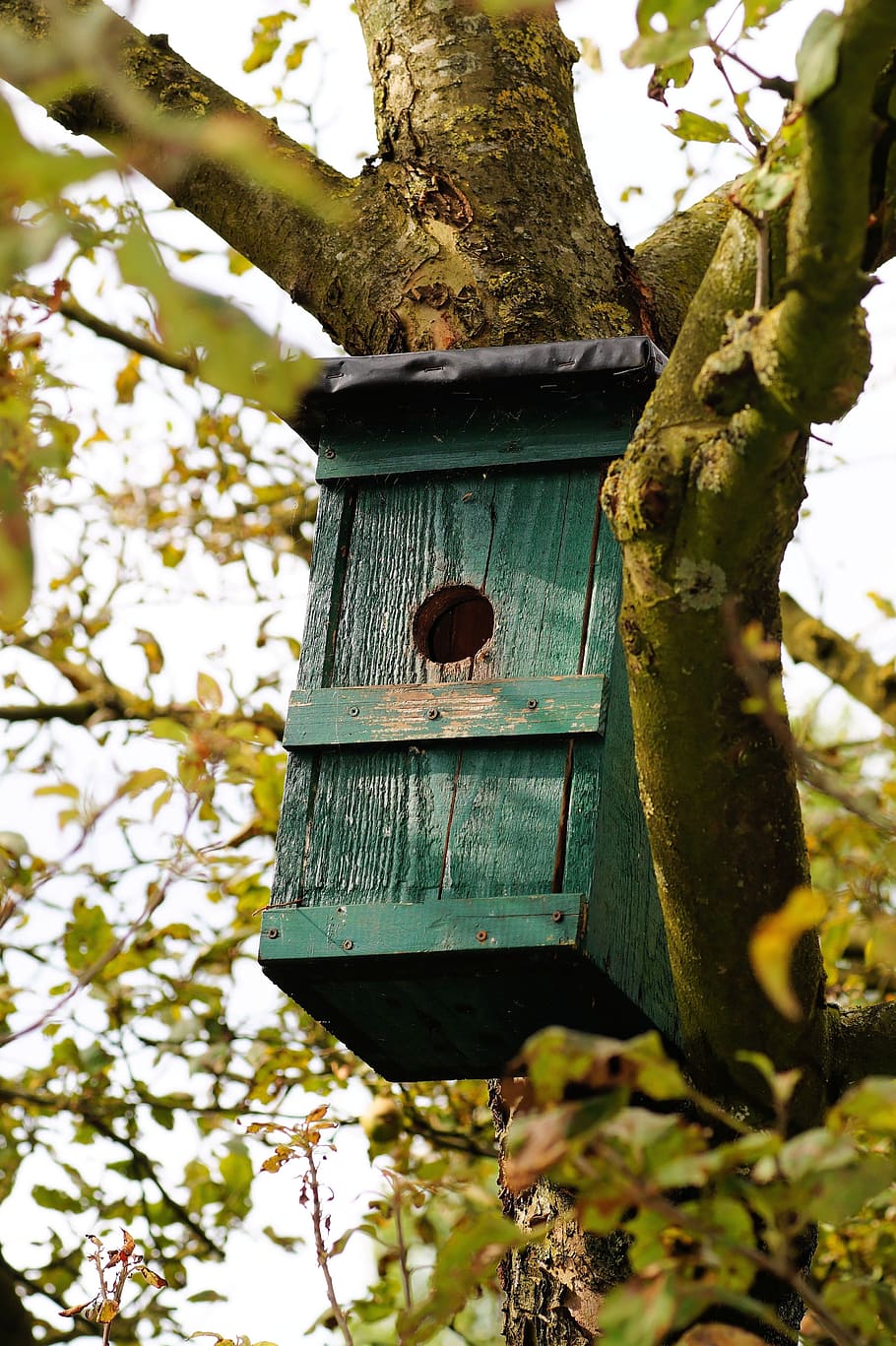voliere, nesteplads, træ, æstetisk, grene, fugl feeder, grøn, birdhouse, plante, fokus på forgrunden, lav vinkel visning, bagagerum, træstamme, afdeling, dag, natur, ingen mennesker, hængende, udendørs, vækst, træ - materiale, metal, grøn farve, tæt på, dyr, 5K