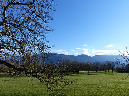Landscape, Tree, Field, Walnut, field walnut, nature, no people, tranquility, sky, plant, beauty in nature, tranquil scene, land, scenics - nature, grass, environment, mountain, growth, day, green color, non-urban scene, bare tree, outdoors, 4K, CC0, public domain, royalty free