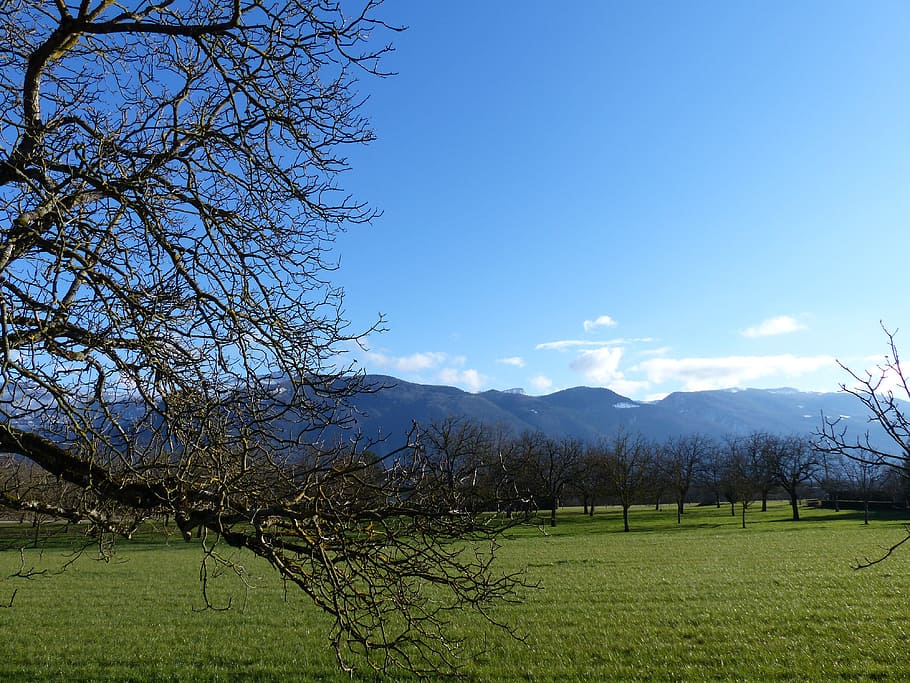 Landscape, Tree, Field, Walnut, field walnut, nature, no people, tranquility, sky, plant, beauty in nature, tranquil scene, land, scenics - nature, grass, environment, mountain, growth, day, green color, non-urban scene, bare tree, outdoors, 4K