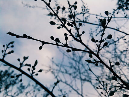 primavera, fiore, fiori, alberi, natura, primavera, fioritura, fiori, alberi, giardino, albero, fiore, sakura, avvicinamento, bellissimo, sfondo, fascia per capelli, pianta, bel fiore, macro, germoglio, natura vivente, bellezza, flora, ramo, cielo, nessuno, all'aperto, bellezza nella natura, Inquadratura dal basso, concentrarsi sulle conoscenze acquisite, crescita, vulnerabilità, fragilità, giorno, pianta fiorita, fiorire, ramoscello, freschezza, fiore di ciliegio, 2K, CC0, dominio pubblico, privo di copyright