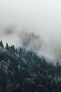pasăre, fotografierea ochilor, înalt, copaci, inconjurat, cețuri, verde, acoperit, timpul zilei, copac, aburi, ceaţă, Cloudscape, pădure, frumusețe în natură, scenice - natura, o scenă liniștită, plantă, liniște, Munte, nici o persoana, teren, mediu inconjurator, natură, scenă non-urbană, zi, cer, vedere în unghi mare, creştere, în aer liber, Brad, conifer, ceață și fum, 2K, CC0, domeniu public, fără drepturi de autor