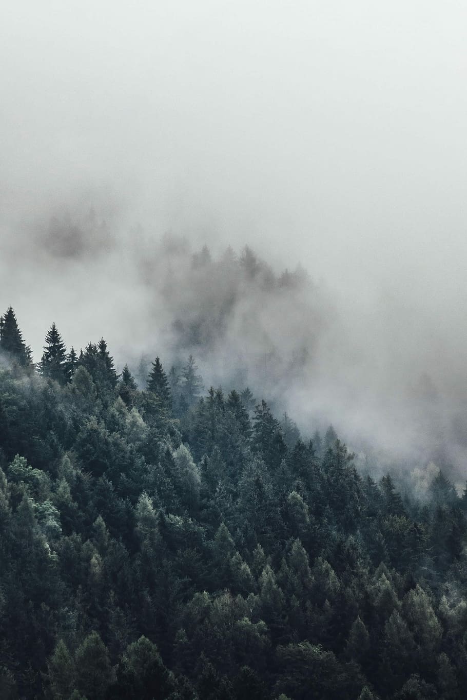 pasăre, fotografierea ochilor, înalt, copaci, inconjurat, cețuri, verde, acoperit, timpul zilei, copac, aburi, ceaţă, Cloudscape, pădure, frumusețe în natură, scenice - natura, o scenă liniștită, plantă, liniște, Munte, nici o persoana, teren, mediu inconjurator, natură, scenă non-urbană, zi, cer, vedere în unghi mare, creştere, în aer liber, Brad, conifer, ceață și fum, 2K