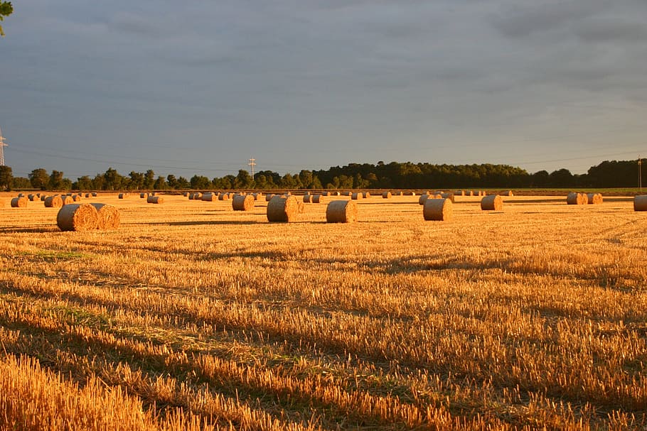 estiu, palla, camp, posta de sol, paisatge, tardor, granja, agricultura, cel, vermell, sortida del sol, terra, blat de moro, temporada, pa, orgànic, strohballen, bala, escena rural, collita, fenc, planta, medi ambient, escena tranquil·la, naturalesa, tranquil·litat, bellesa a la natura, escenics - natura, cap gent, cultiu, creixement, a l'aire lliure, 2K