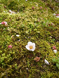 prugna, muschio, muta, fiore, pianta fiorita, pianta, freschezza, bellezza nella natura, crescita, fragilità, vulnerabilità, terra, petalo, natura, nessuno, campo, avvicinamento, messa a fuoco selettiva, giorno, testa di fiore, vista dall'alto, infiorescenza, Colore bianco, all'aperto, primavera, 2K, CC0, dominio pubblico, privo di copyright