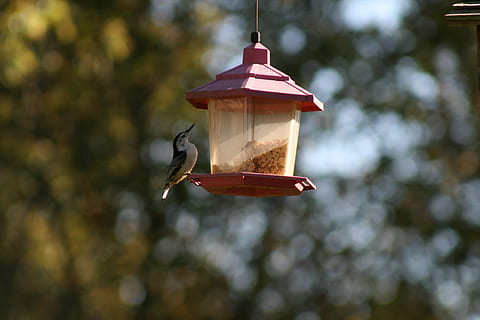 fugl, feeder, sommer, fugl feeder, fokus på forgrunden, dyre temaer, hvirveldyr, dyreliv, dyr i naturen, dyr, et dyr, natur, kolibri, hængende, dag, flyvende, Midt i luften, træ, udendørs, ingen mennesker, lav vinkel visning, sollys, 4K, CC0, offentligt domæne, royaltyfrie