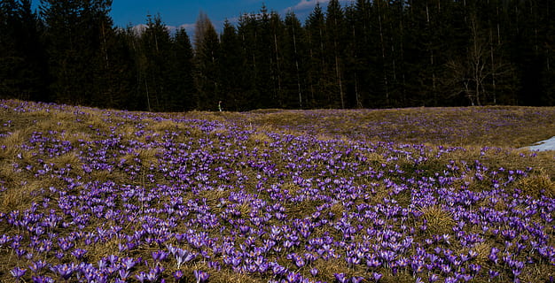 fleur, crocus, Prairie, printemps, les montagnes, violet, la nature, lavande, croissance, champ, beauté dans la nature, plante, arbre, terre, plante à fleurs, tranquillité, scène tranquille, forêt, personne, paysages - nature, vulnérabilité, scène non urbaine, fraîcheur, journée, fragilité, en plein air, des bois, parterre de fleurs, 4K, CC0, domaine public, libre de droits