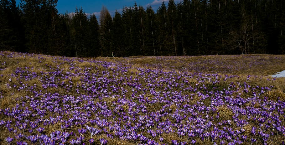 fleur, crocus, Prairie, printemps, les montagnes, violet, la nature, lavande, croissance, champ, beauté dans la nature, plante, arbre, terre, plante à fleurs, tranquillité, scène tranquille, forêt, personne, paysages - nature, vulnérabilité, scène non urbaine, fraîcheur, journée, fragilité, en plein air, des bois, parterre de fleurs, 4K