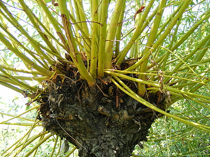 Geäst, Baum, Kofferraum, weinend, Weide, Gelb, Pflanzen, Pflanze, Wachstum, grüne Farbe, Natur, Nahansicht, Schönheit in der Natur, keine Leute, Tag, Blatt, Pflanzenteil, Land, draußen, Ruhe, Feld, Tierthemen, Botanik, Fokus auf den Vordergrund, Insekt, Tierwelt, Bambuspflanze, 2K, CC0, gemeinfrei, lizenzfrei