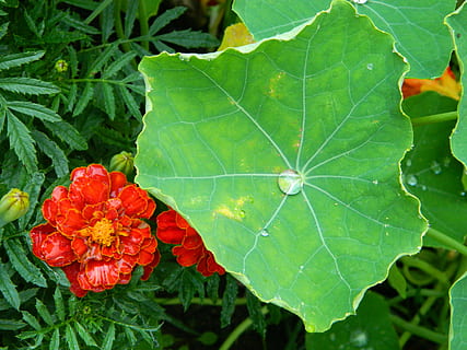 květ, rosa, pokles, list, Příroda, zahrada, měsíček, květiny, makro, letní, letní květiny, Červené, zahradní květiny, záhon, zahradní květina, okvětní lístek, půvabný, Krásná, zelená, rostlinné části, rostlina, krása v přírodě, zranitelnost, zelená barva, kvetoucí rostlina, detail, křehkost, růst, svěžest, nikdo, den, květenství, zaměřit se na popředí, květu hlavy, venku, 4K, CC0, veřejná doména, bez autorských práv