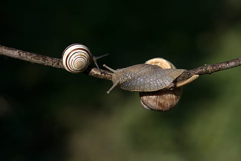 slakken, casey, verslaafd, schelp, hoorns, dierenleven, dierlijke thema's, dier, ongewerveld, één dier, dieren in het wild, weekdier, gastropod, detailopname, slak, insect, dieren schaal, fabriek, geen mensen, dierlijke lichaamsdeel, focus op de voorgrond, natuur, dag, dierlijke antenne, buitenshuis, kruipen, 5K, CC0, publiek domein, royaltyvrij