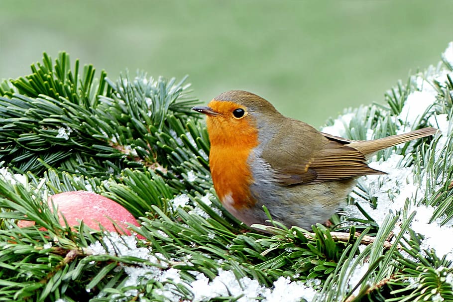 taronja, marró, ocell, robin, erithacus rubecula, hivern, jardí, alimentació, animal, naturalesa, vida salvatge, branca, temes d'animals, fauna animal, animals a la natura, un animal, vertebrats, primer pla, cap gent, planta, dia, bellesa a la natura, color verd, a l'aire lliure, enfocament selectiu, posat, bec, full, 2K