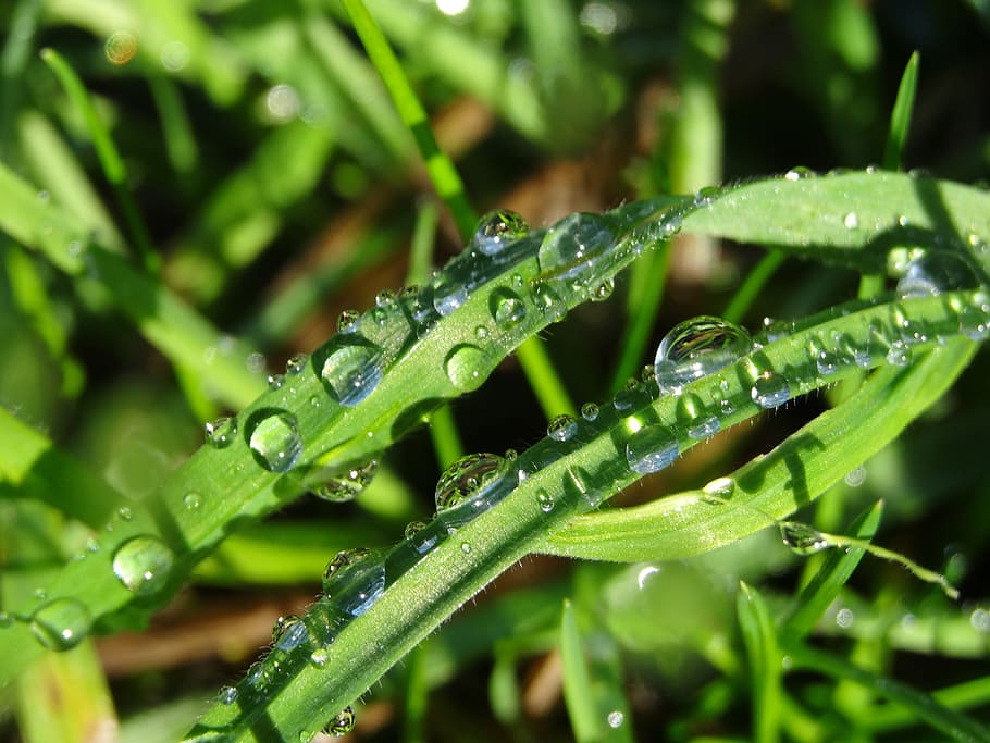 Morgentau, goccia di pioggia, rugiada, goccia di rugiada, gocciolare, verde, le foglie, vicino, goccioline, prato, inoltre, goccia d'acqua, macro, bagnato, di mattina presto, primavera, di prima mattina, far cadere, acqua, colore verde, pianta, natura, crescita, pioggia, freschezza, foglia, erba, nessuno, parte vegetale, avvicinamento, bellezza nella natura, messa a fuoco selettiva, filo d'erba, all'aperto, purezza, 4K