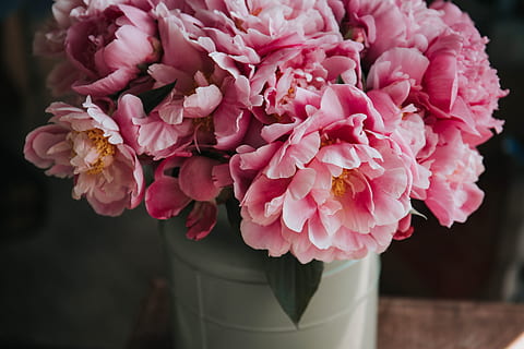 Rosa, Blütenblatt Blumenschmuck, Makroaufnahme Fotografie, Blumen, Weiß, Keramik, Topf, Makroaufnahme, Fotografie, Keramiktopf, Natur, Blume, Strauß, Pflanze, pinke Farbe, Nahansicht, Blütenblatt, Sommer-, Blütenkopf, Dekoration, Rose, Frische, Vase, Pfingstrose, Schönheit in der Natur, blühende Pflanze, Verletzlichkeit, Zerbrechlichkeit, Fokus auf den Vordergrund, Blütenstand, keine Leute, Wachstum, drinnen, Tag, Blumenschmuck, Blumenstrauß, 5K, CC0, gemeinfrei, lizenzfrei