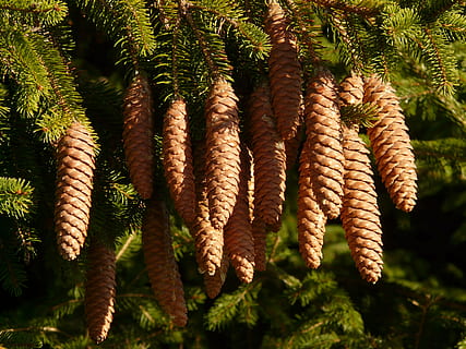 pinjekegler, hanen, træ, nåletræ, fælles gran, picea abies, rød gran, gran, Picea, plante, vækst, ingen mennesker, tæt på, dag, natur, skønhed i naturen, grøn farve, fokus på forgrunden, ro, udendørs, grankogle, friskhed, sårbarhed, jord, sollys, rød, botanik, skrøbelighed, fyrretræ, 2K, CC0, offentligt domæne, royaltyfrie