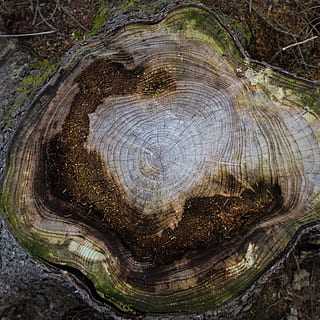 árvore, bunda, cortando, rasgar, abstrato, toco de árvore, natureza, lenha, madeira, desmatamento, exploração madeireira, silvicultura, carpintaria, registro, musgo, linhas de vida, latido, tronco de árvore, tronco, plantar, ninguém, dia, fechar-se, texturizado, floresta, padronizar, anel de árvore, madeira - material, ao ar livre, padrão natural, crescimento, grão de madeira, 2K, CC0, domínio público, royalty free