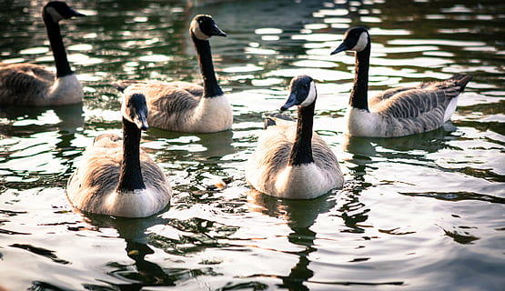 Ente, See, Natur, Tiere, Vogel, Tier, Tierwelt, Gans, kanada Gans, Teich, Wasser, draußen, Tiere in freier Wildbahn, Gruppe von Tieren, Tierthemen, Schwimmen, Ufergegend, Wirbeltier, keine Leute, Tag, Wasservogel, gewellt, Jungtier, Gänschen, Cygnet, Tierfamilie, Tierhals, Vogelschwarm, 5K, CC0, gemeinfrei, lizenzfrei