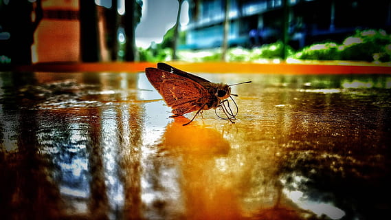 goblin, suéter, bonita, borboleta, traça, chão, molhado, insetos, agua, natureza, reflexão, um animal, temas animais, animais em estado selvagem, inseto, animais selvagens, animal, invertebrado, asa animal, foco seletivo, borboleta - inseto, fechar-se, ninguém, dia, ao ar livre, beleza na natureza, nível de superfície, 1080P, CC0, domínio público, royalty free