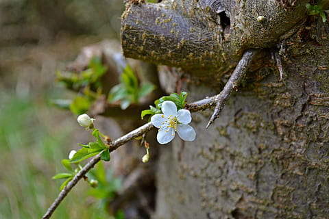 Blüten, Baumstamm, blühen, Frühling, Natur, Garten, Pflaumenbaum, weiße Blüten, weiße Blumen, Weiß, Blumen, Pflanze, Blume, Wachstum, Baum, Schönheit in der Natur, Fokus auf den Vordergrund, Nahansicht, blühende Pflanze, keine Leute, Tag, Zerbrechlichkeit, draußen, Verletzlichkeit, Ast, selektiver Fokus, Knospe, Frische, Kofferraum, Blütenkopf, Flechte, 4K, CC0, gemeinfrei, lizenzfrei