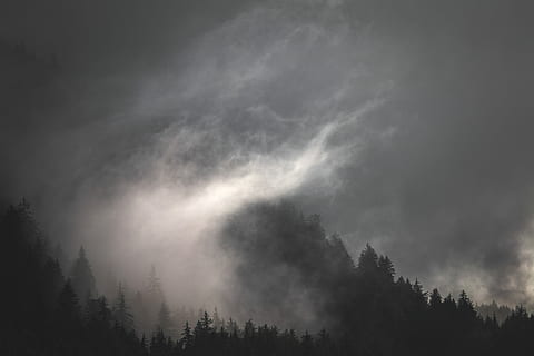 photo, forest, clouds, silhouette, pine trees, nighttime, fog, storm, storm cloud, cloud, grey, sky, shiloette, sun, rain, fluffy, tree, mist, ominou, wood, plant, scenics - nature, beauty in nature, no people, tranquility, low angle view, cloud - sky, tranquil scene, nature, non-urban scene, land, growth, idyllic, day, outdoors, pine woodland, 5K, CC0, public domain, royalty free