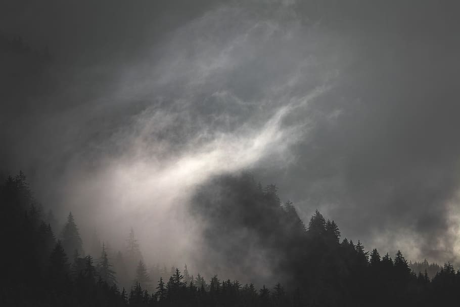 photo, forest, clouds, silhouette, pine trees, nighttime, fog, storm, storm cloud, cloud, grey, sky, shiloette, sun, rain, fluffy, tree, mist, ominou, wood, plant, scenics - nature, beauty in nature, no people, tranquility, low angle view, cloud - sky, tranquil scene, nature, non-urban scene, land, growth, idyllic, day, outdoors, pine woodland, 5K