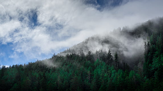 groen, bomen, bedekt, mist, bladeren bomen, berg-, grijs, wolken, groene den, dennenbomen, helling, witte wolken, dag, wolk, boom, Bos, natuur, landschap, Vakantiebestemmingen, buitenshuis, wolk - lucht, hemel, bergketen, geen mensen, schoonheid in de natuur, bos-, cloudscape, kalmte, fabriek, naaldboom, dennenboom, scenics - natuur, Pinaceae, land-, milieu, dennenbos, groenblijvende boom, bergtop, grenen hout, 4K, CC0, publiek domein, royaltyvrij