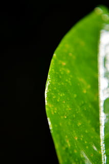 grönt löv, blad, närbild, vaxblad, glänsande löv, Sri Lanka, Mawanella, ceylon, grön färg, studio skott, svart bakgrund, växtdel, växt, skönhet i naturen, friskhet, inget folk, natur, vatten, tillväxt, kopiera utrymme, inomhus, släppa, extrem närbild, våt, renhet, 1080P, CC0, offentligt domän, royaltyfria