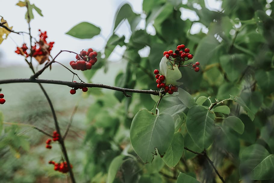 rojo, serbal, arboles, Fruta, ramas, Cenizas de montaña, naturaleza, fruta de baya, planta, hoja, maduro, verano, color verde, comida, rama, frescura, al aire libre, de cerca, árbol, agricultura, escaramujo, alimentación saludable, crecimiento, comida y bebida, belleza en la naturaleza, parte de la planta, centrarse en primer plano, día, nadie, serba, 5K