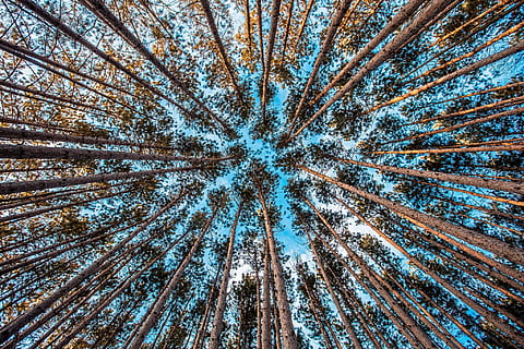 fotografia d’angle baix, marró, bosc, fotografia, durant el dia, arbre, cel, buscant, potent, tenacitat, arribar, prim, alt, paisatge, a l'aire lliure, explorar, aventura, naturalesa, senderisme, vista d’angle baix, planta, cap gent, tronc de l'arbre, tronc, marc complet, terra, bellesa a la natura, fons, tranquil·litat, escenics - natura, alta - alta, creixement, dia, escena no urbana, bosc de pi, copa de l'arbre, directament a sota, pi, arbre de coníferes, 1080P, CC0, domini públic, lliure de regalies