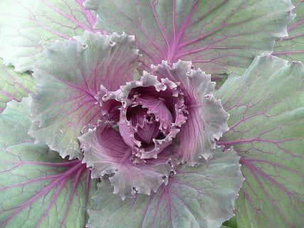 púrpura, verde, ornamental, col rizada, fotografía macro, repollo, gris, vegetal, orgánico, vegetariano, planta, nutrición, hoja, naturaleza, agricultura, Violeta, jardín, natural, comida, Fresco, sano, crudo, crecimiento, flor, de cerca, fragilidad, nadie, día, al aire libre, frescura, planta floreciendo, belleza en la naturaleza, vulnerabilidad, pétalo, inflorescencia, cabeza de flor, color rosa, fotograma completo, parte de la planta, polen, 2K, CC0, dominio público, libre de derechos