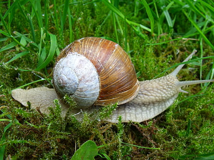 cargol, closca, mol·lusc, cargol, shell, closca d’animals, gasteròpode, un animal, temes d'animals, naturalesa, fauna animal, animal, invertebrat, animals a la natura, primer pla, cap gent, espiral, avorriment, terra, planta, dia, herba, a l'aire lliure, rastreig, 2K, CC0, domini públic, lliure de regalies