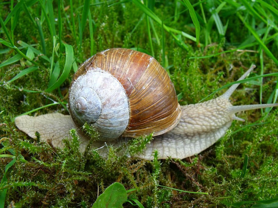 cargol, closca, mol·lusc, cargol, shell, closca d’animals, gasteròpode, un animal, temes d'animals, naturalesa, fauna animal, animal, invertebrat, animals a la natura, primer pla, cap gent, espiral, avorriment, terra, planta, dia, herba, a l'aire lliure, rastreig, 2K