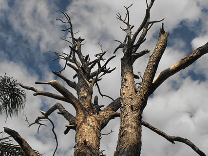 Bäume, Wald, Stämme, getrocknet, hölzern, Geäst, trocken, holzig, stammt, groß, Pflanzen, Flora, wolkig, Himmel, Umgebung, draußen, Gardens, hell, sonnig, Tag, Natur, Pflanze, kahler Baum, wolke - himmel, Baum, Ast, Flachwinkelansicht, Baumstamm, Kofferraum, keine Leute, tote Pflanze, Ruhe, Schönheit in der Natur, Szenen - Natur, Wachstum, trockenes Klima, 2K, CC0, gemeinfrei, lizenzfrei