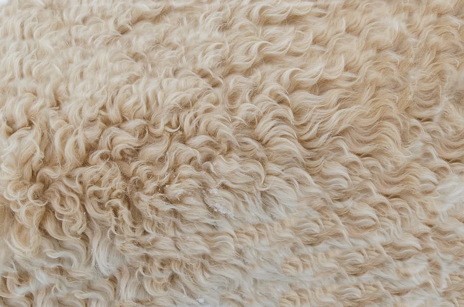 sec, patró, textura, pell, fons, beix, marró, primer pla, color, artesania, disseny, teixit, material, natural, catifa, suau, estil, tèxtil, blanc, llana, marc complet, cap gent, animal, a l'interior, un animal, pèl d’animals, animals domèstics, mamífer, temes d'animals, suavitat, part del cos dels animals, resum, Color blanc, 5K