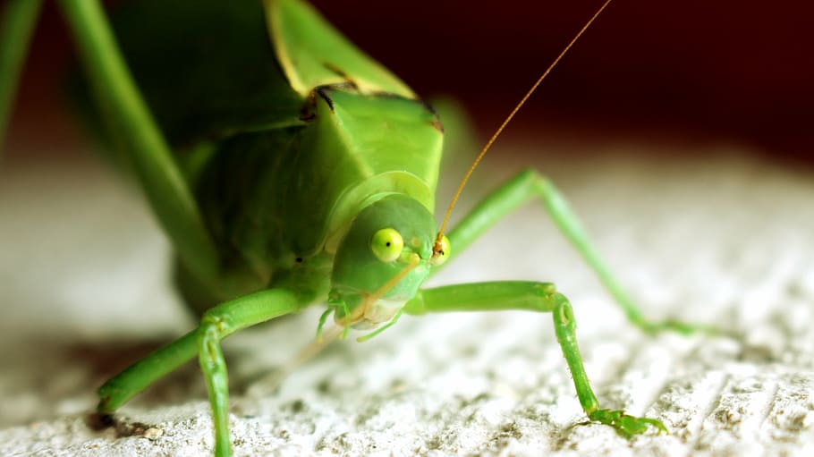 insecte, verd, petit, Llagosta, error verd, errors, naturalesa, macro, detall, un animal, fauna animal, animals a la natura, temes d'animals, color verd, cap gent, full, animal, invertebrat, primer pla, part del cos dels animals, part de la planta, planta, a l'aire lliure, enfocament selectiu, dia, cames d’animal, ull d’animals, 5K