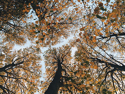 fallen, Herbst, Bäume, laubwechselnd, hoch schauen, Holz, szenisch, Gold, Baum, Pflanze, Ast, Veränderung, Wachstum, Flachwinkelansicht, Schönheit in der Natur, Natur, keine Leute, Tag, Ruhe, Blatt, Pflanzenteil, draußen, Himmel, Zerbrechlichkeit, Vollbild, Baumkrone, Land, Frühling, direkt darunter, Kirschblüte, Kirschbaum, 2K, CC0, gemeinfrei, lizenzfrei