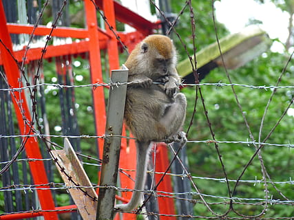 mico, filferro espinós, bosc, macaque, urbà, parc, asia, Singapur, turista, perill, animal, exòtic, vermell, verd, barrera, fauna animal, mamífer, temes d'animals, animals a la natura, primat, vertebrats, un animal, centrar-se en primer pla, dia, arbre, planta, cap gent, naturalesa, tanca, protecció, animals en captivitat, seguretat, límit, zoo, a l'aire lliure, 2K, CC0, domini públic, lliure de regalies