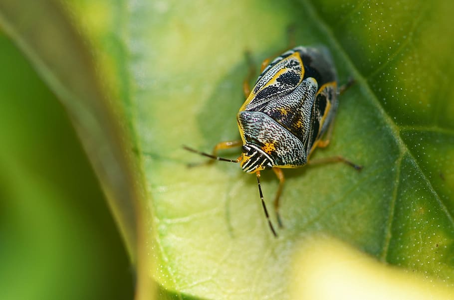 insecte, error, escarabat, colorit, jardí, animal, temes d'animals, invertebrat, fauna animal, un animal, part de la planta, full, animals a la natura, color verd, primer pla, enfocament selectiu, dia, naturalesa, planta, cap gent, a l'aire lliure, zoologia, volar, artròpode, petit, 2K
