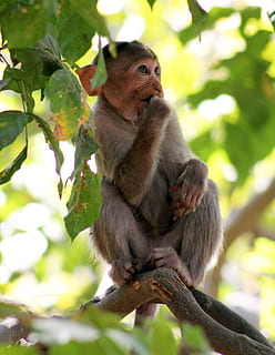 Affe, Denken, Ast, Primas, Tier, Säugetier, Tierwelt, wild, Natur, Indien, Tiere in freier Wildbahn, Wirbeltier, Baum, ein Tier, Pflanze, Sitzung, keine Leute, Tag, Fokus auf den Vordergrund, Flachwinkelansicht, draußen, Tierfamilie, 2K, CC0, gemeinfrei, lizenzfrei