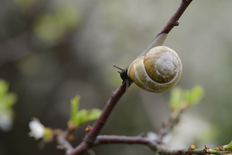 cargol, branca, shell, mol·lusc, naturalesa, animal, planta, món animal, lentament, bosc, closca de cargol, plantes silvestres, cargol de terra, arbust, flora, seguretat, primer pla, rastreig, viscós, gasteròpode, temes d'animals, fauna animal, un animal, centrar-se en primer pla, invertebrat, dia, cap gent, animals a la natura, arbre, closca d’animals, a l'aire lliure, 5K