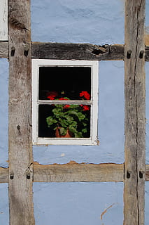 ventana, antiguo, fachada, edificio, ventana vieja, casa, arquitectura, braguero, Propiedad cultural, edificio enmarcado de madera, Fachwerkhaus, históricamente, material de madera, día, nadie, al aire libre, tronco de arbol, planta, estructura construida, naturaleza, reflexión, exterior del edificio, pared - característica de la construcción, rojo, de cerca, seguridad, forma geometrica, planta en maceta, material de vidrio, 2K, CC0, dominio público, libre de derechos