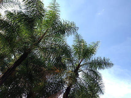 arbres de coco, cel, ombra, arbre, planta, vista d’angle baix, creixement, Palmera, bellesa a la natura, clima tropical, cap gent, naturalesa, tranquil·litat, dia, color verd, a l'aire lliure, full, escenics - natura, llum solar, branca, núvol - cel, alta - alta, fulla de palma, directament a sota, arbre tropical, palmera de coco, arbre de coníferes, copa de l'arbre, 2K, CC0, domini públic, lliure de regalies