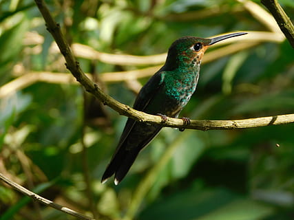selektiv, fokus fotografering, kolibri aborre, træ, kolibri, natur, fugl, ave, lille fugl, dyr verden, fjer, hurtig, costa rica, dyreliv, dyr, næb, multi farvet, iriserende, farvebillede, dyr i naturen, grøn farve, Fuglekiggeri, perching, et dyr, dyre temaer, hvirveldyr, afdeling, fokus på forgrunden, plante, ingen mennesker, tæt på, dag, skønhed i naturen, udendørs, 4K, CC0, offentligt domæne, royaltyfrie