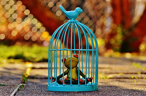 hijau, patung katak, sangkar burung teal, katak, kandang, dipenjara, sedih, angka, lucu, imut, tertangkap, kisi, penjara, tahanan, sangkar burung, dikurung, menyenangkan, fokus pada latar depan, tidak ada orang, perwakilan, merapatkan, hari, representasi manusia, kreativitas, di luar rumah, seni dan kerajinan, alam, multi-warna, masih hidup, mainan, kuning, humor, dekorasi, 5K, CC0, domain publik, bebas royalti