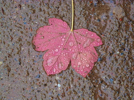 fulla d'auró, maple, leaves, tardor, maple, fulles, pluja, gota d’aigua, degoteig, full, primer pla, fragilitat, color rosa, dia, aigua, humit, part de la planta, cap gent, naturalesa, tirar, bellesa a la natura, vulnerabilitat, a l'aire lliure, canvi, vista d’angle alt, directament a sobre, planta, flotant a l'aigua, gota de pluja, puresa, rosada, flor, 4K, CC0, domini públic, lliure de regalies