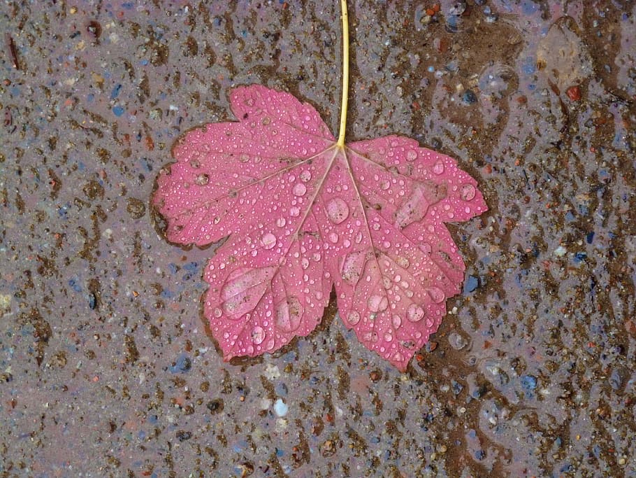 fulla d'auró, maple, leaves, tardor, maple, fulles, pluja, gota d’aigua, degoteig, full, primer pla, fragilitat, color rosa, dia, aigua, humit, part de la planta, cap gent, naturalesa, tirar, bellesa a la natura, vulnerabilitat, a l'aire lliure, canvi, vista d’angle alt, directament a sobre, planta, flotant a l'aigua, gota de pluja, puresa, rosada, flor, 4K