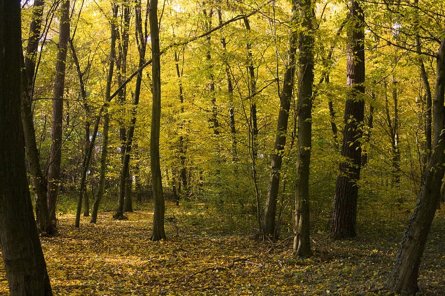 Aussicht, Bäume, Wald, tagsüber, entstehen, Blätter, Ahorn, Buch, Oktober, Herbst, golden, goldener Herbst, Herbstwald, Baum, Natur, Tag, Pflanze, Land, Ruhe, Schönheit in der Natur, Baumstamm, Kofferraum, ruhige Szene, Wachstum, Nicht-städtische Szene, Szenen - Natur, idyllisch, keine Leute, Veränderung, grüne Farbe, draußen, Herbstkollektion, Weg, 4K
