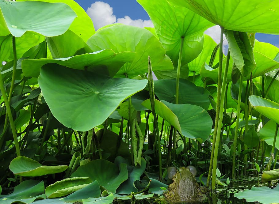 overfladisk, fokus fotografering, grøn, planter, træ frø, parring, klemme, boble, frø, åkande, lotus, blad, stilk, Dam, grøn farve, vækst, plante, natur, frodig løv, plante del, skønhed i naturen, ingen mennesker, tæt på, dag, friskhed, udendørs, blomst, jord, ro, sårbarhed, fokus på forgrunden, skrøbelighed, blomstrende plante, plantestamme, blade, 2K