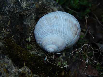 skal, hvid, snegl shell, hvid snegl, boliger, tæt på, dyreliv, dyreskal, dyre temaer, mollusk, ingen mennesker, dag, dyr, dyr i naturen, natur, jord, plante, et dyr, Mark, havsnegle, fokus på forgrunden, hvirvelløse, snegl, spiralformet, udendørs, 4K, CC0, offentligt domæne, royaltyfrie