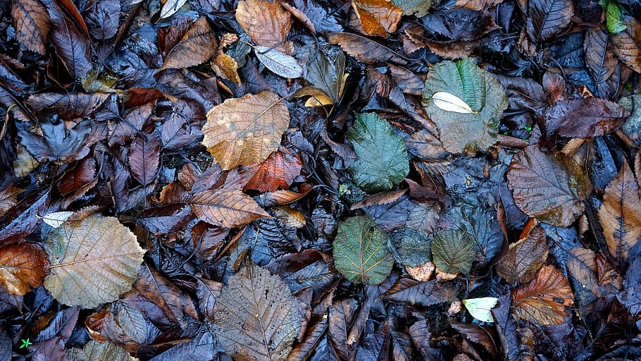 bladeren, nat, gebladerte, blad, herfst, natuur, seizoen, Bos, achtergronden, buitenshuis, volledig kader, deel van de plant, dag, droog, geen mensen, land-, hoge hoekmening, veld-, verandering, recht boven, overvloed, grote groep objecten, fabriek, boom, schors, natuurlijke toestand, 5K