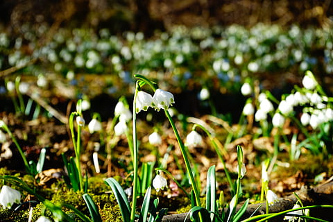 Schneeflocke, Blume, Paar, zwei, zusammen, blühen, Weiß, Wald, Waldblume, Frühlingsblume, Frühling, fruehlingsknotenblume, frühling knotenblume, maigloeckchen, wunderschönen, idyllisch, tolle Schneeglöckchen, leucojum vernum, Amaryllidaceae, Leukojum, Pflanze, zwiebel pflanze, Stiel, Glocke, Fokus auf den Vordergrund, Wachstum, Natur, draußen, blühende Pflanze, Frische, Verletzlichkeit, Zerbrechlichkeit, Schönheit in der Natur, Blütenblatt, Feld, Land, Nahansicht, Schneeglöckchen, keine Leute, weiße Farbe, Blütenkopf, Tag, grüne Farbe, 5K, CC0, gemeinfrei, lizenzfrei